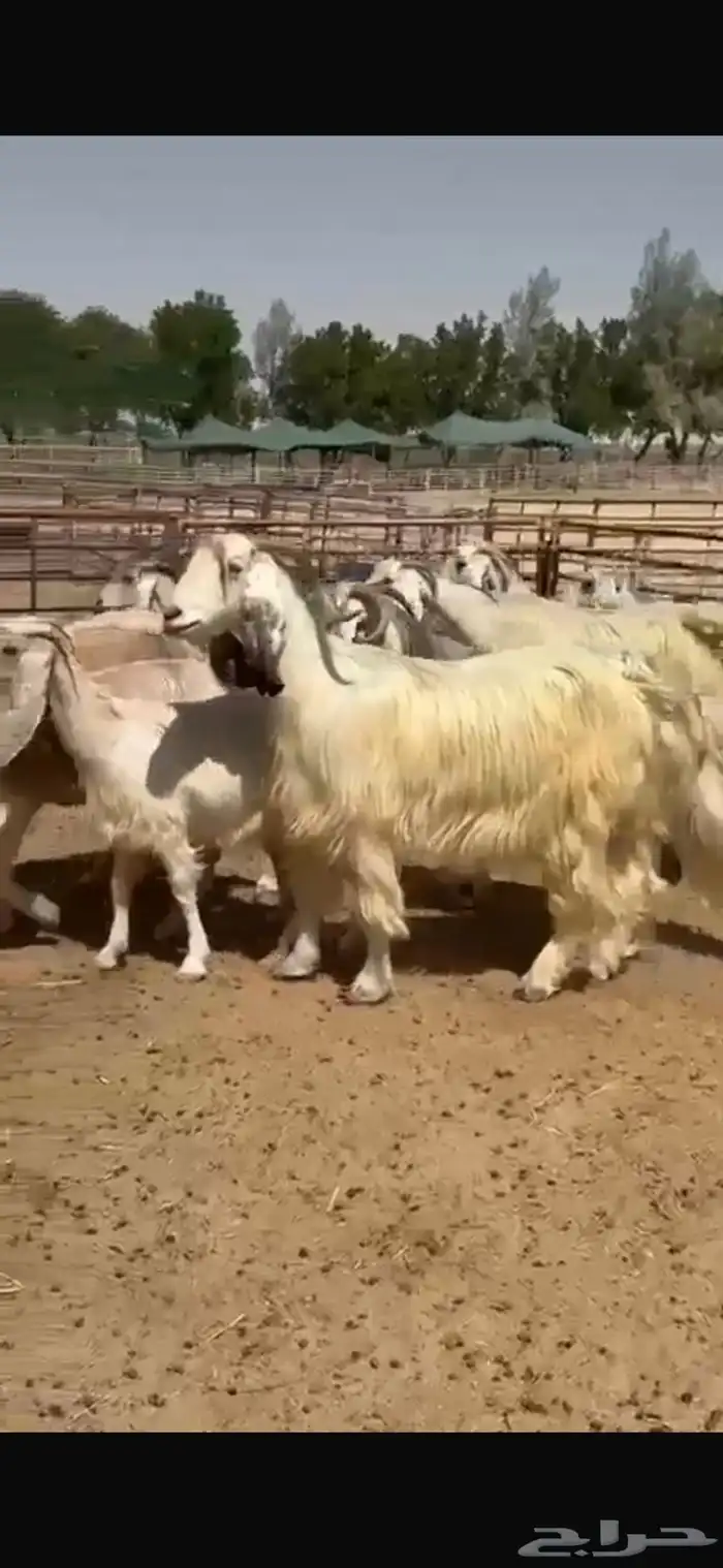 معزا عوارض بيض 0