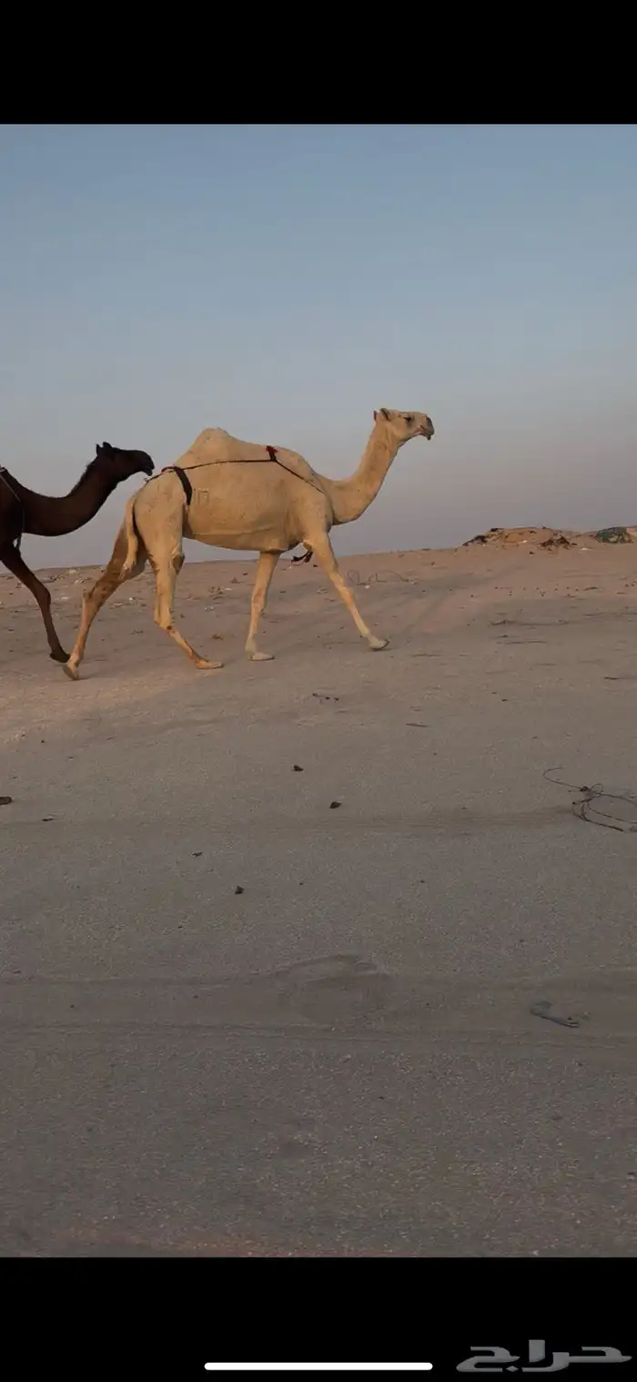 وضحا ضروبه 0
