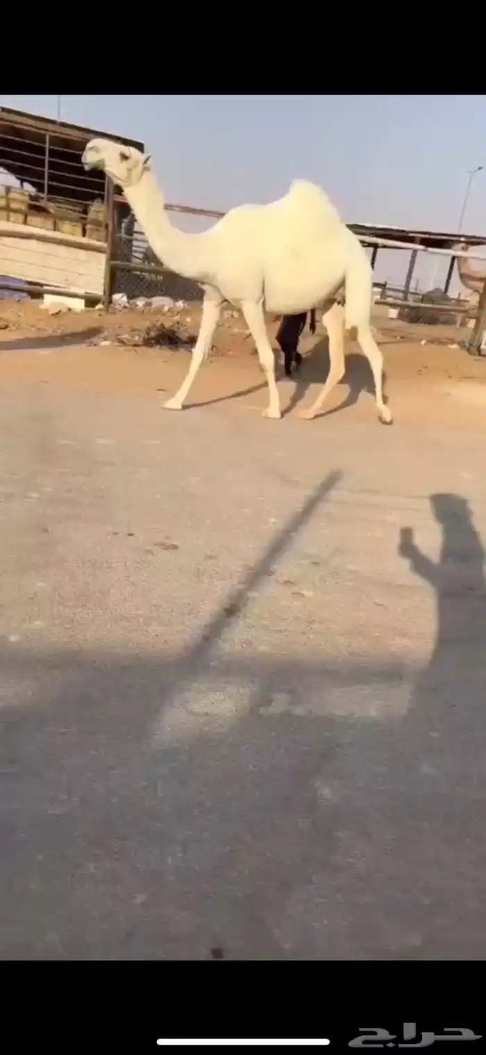 لقحه جذعه نادره قويه 0