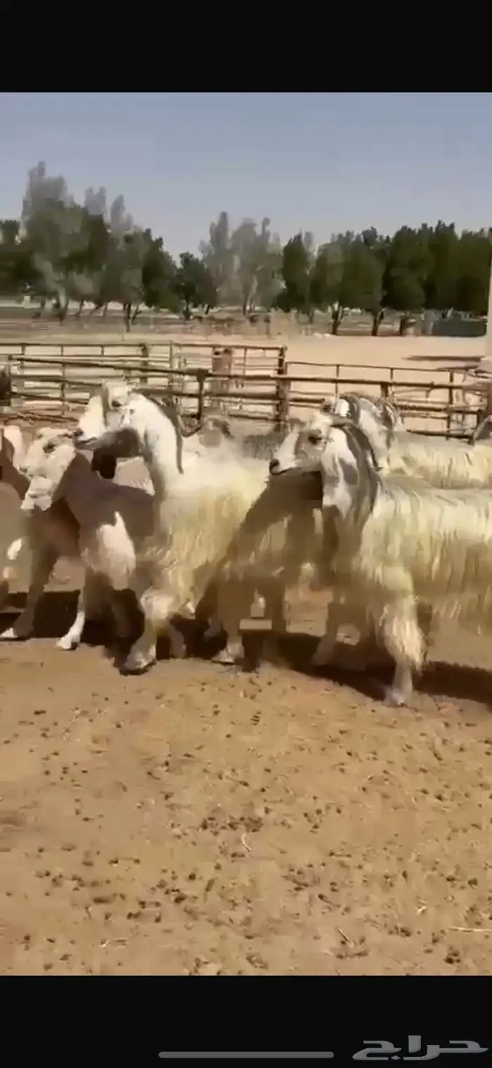 معزا عوارض بيض 4