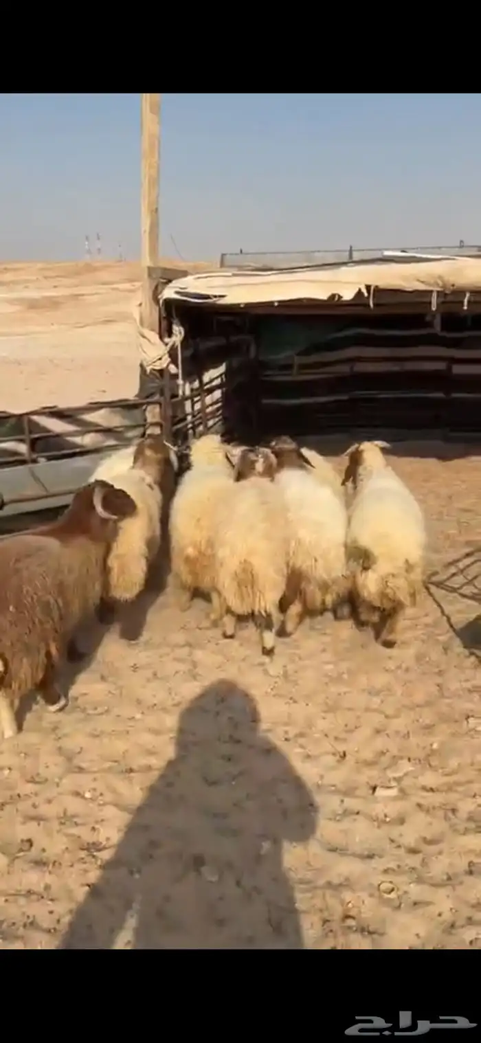 للبيع 10طليان 8 اعمار 6 شهور و2اربع شهورالموقع الصمان 0