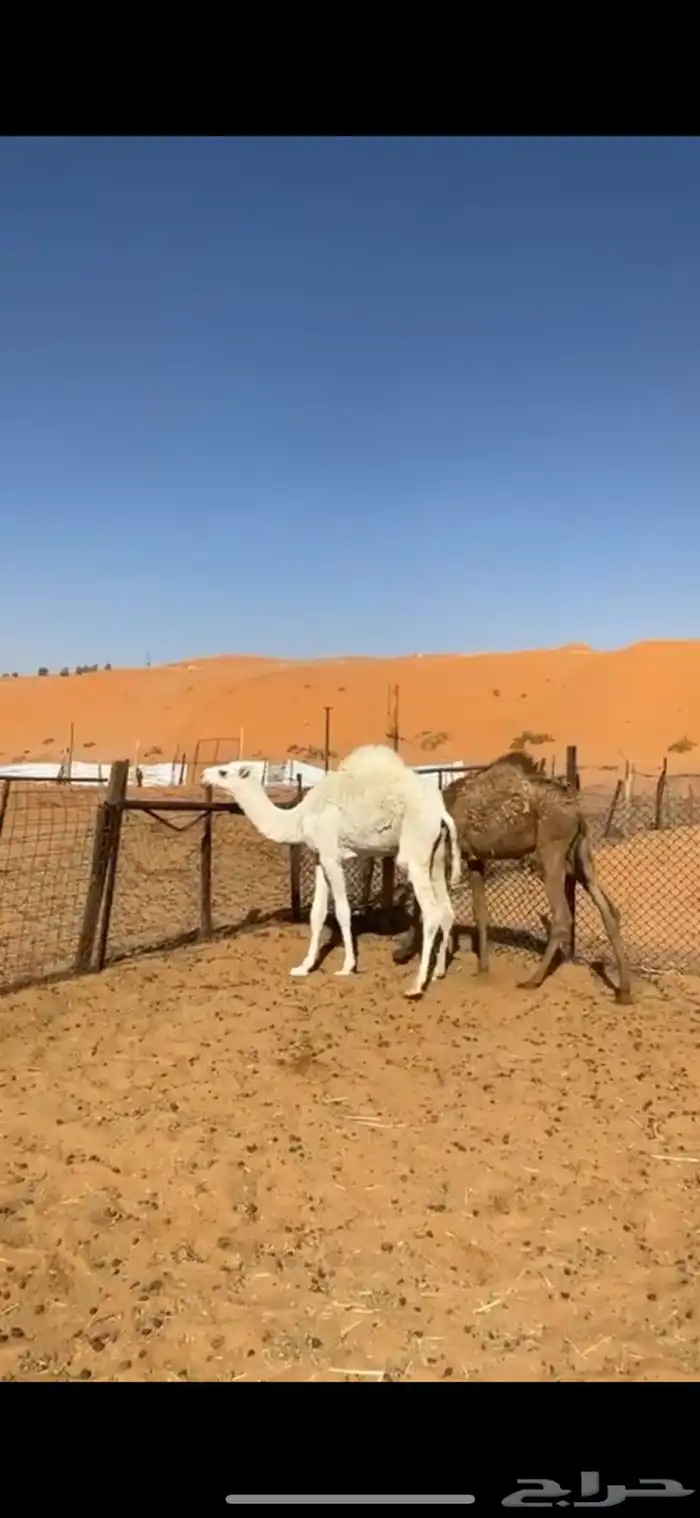 قعدان بريات كفو 2