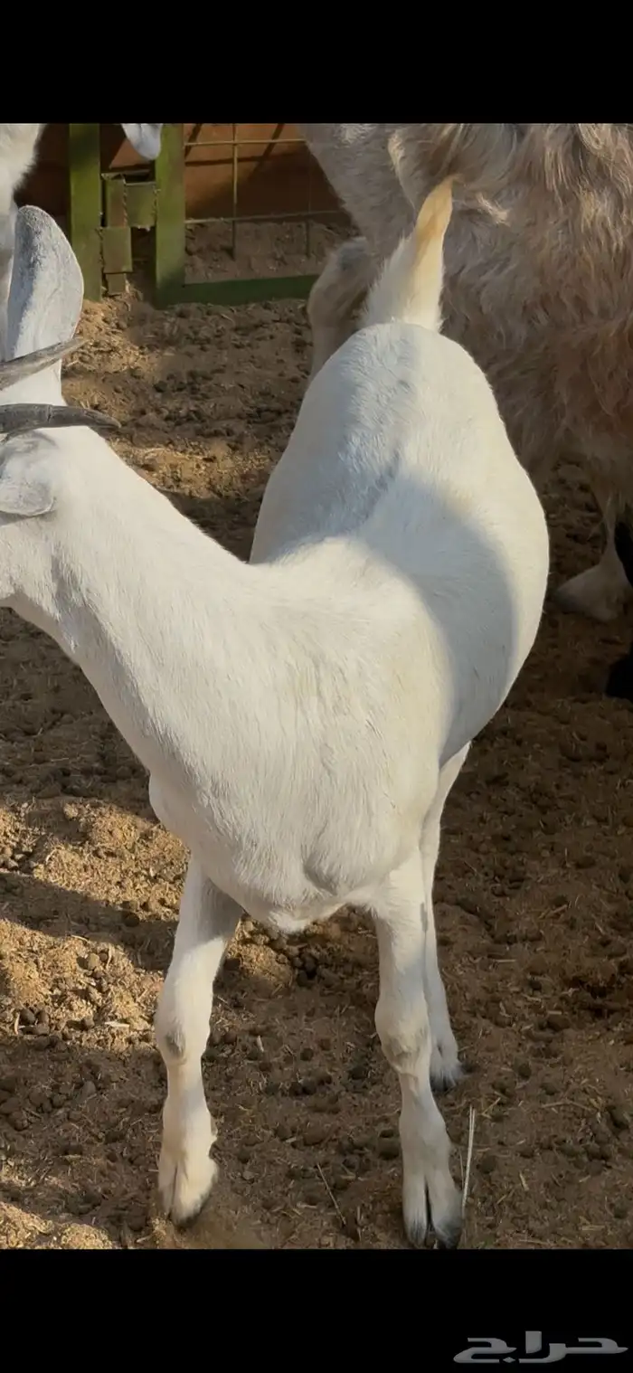 جفره بيشيه ذبيحه نضيفه مندي ب1000 1