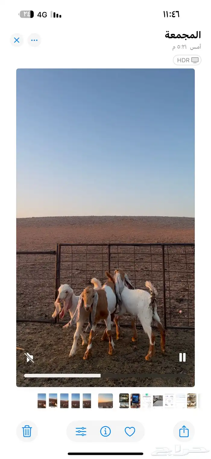 للبيع جفرتين وتيس خصم صنف 7