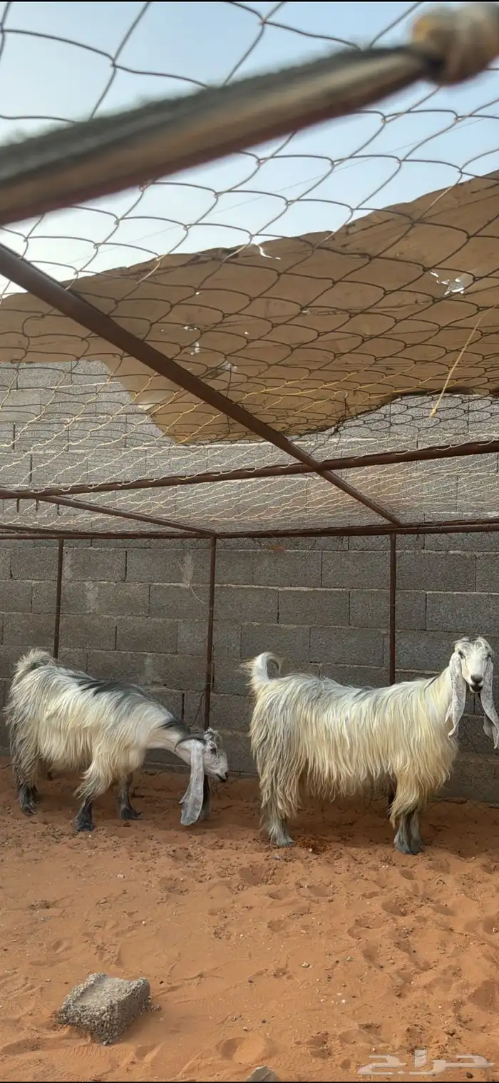 عنزين عوارض شهب لهل الصنف ثنيه ورباع(جروم ناهيه)دفيع سونار 5