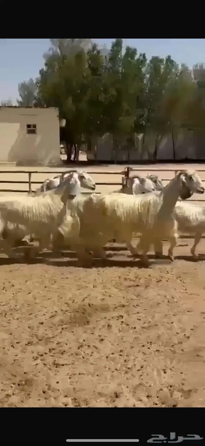 معزا عوارض بيض 5