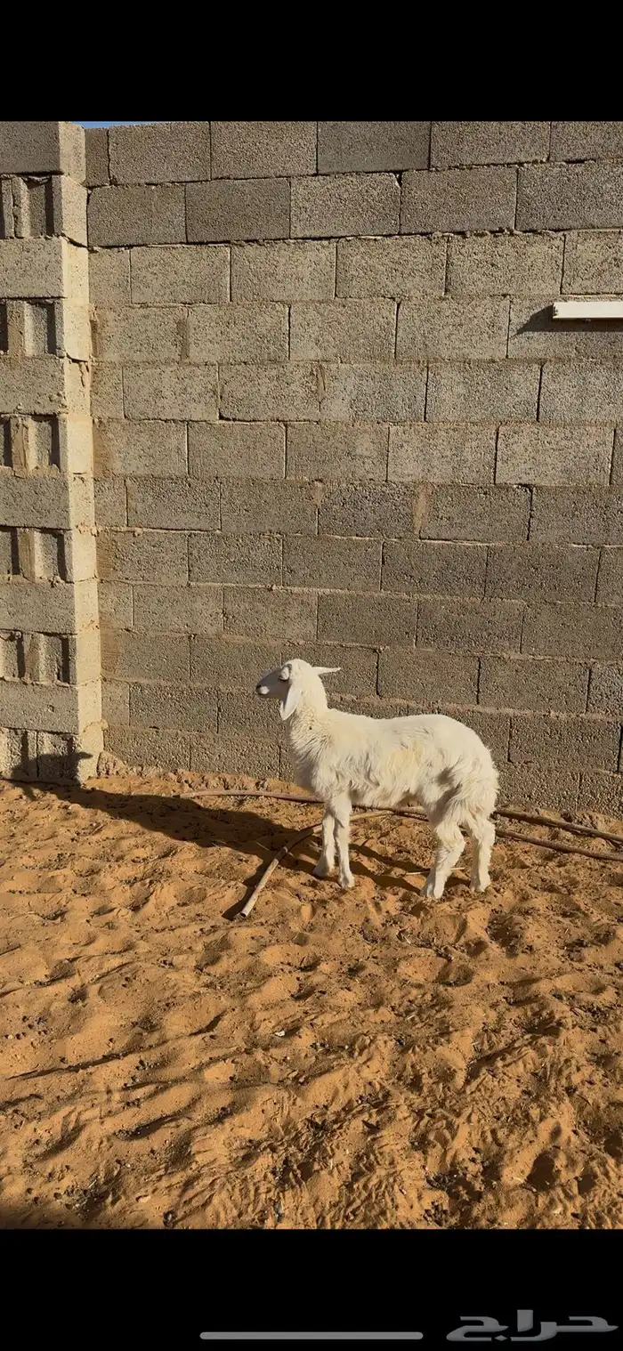خروف حري عمره شهرين ونص 0