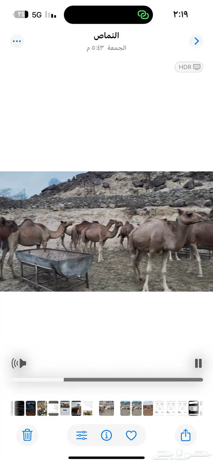 نياق للبيع او للبدل المناسب 8