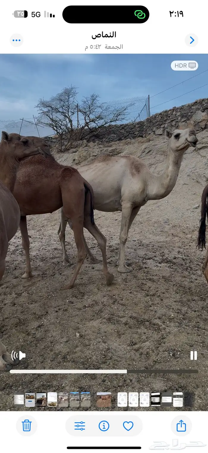 نياق للبيع او للبدل المناسب 7