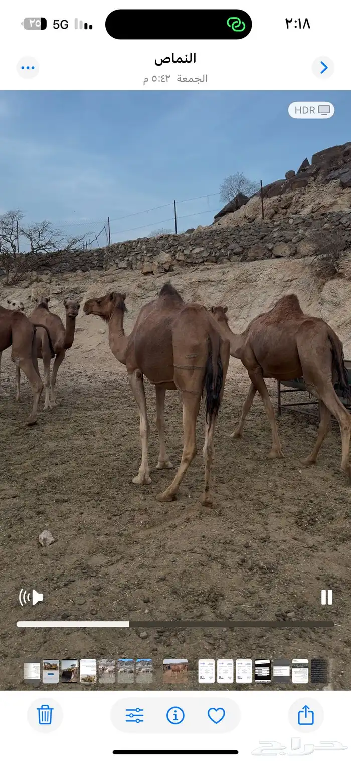 نياق للبيع او للبدل المناسب 4
