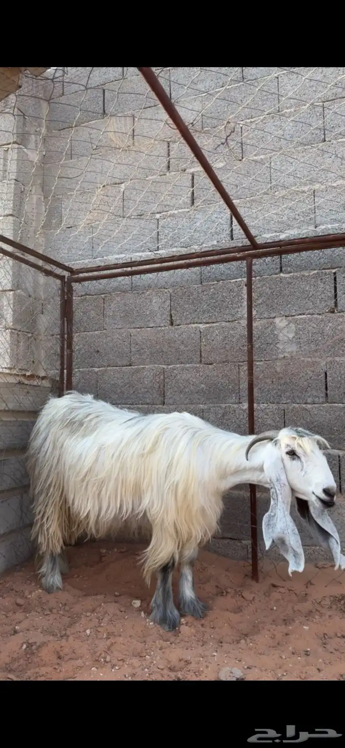 عنزين عوارض شهب لهل الصنف ثنيه ورباع(جروم ناهيه)دفيع سونار 0