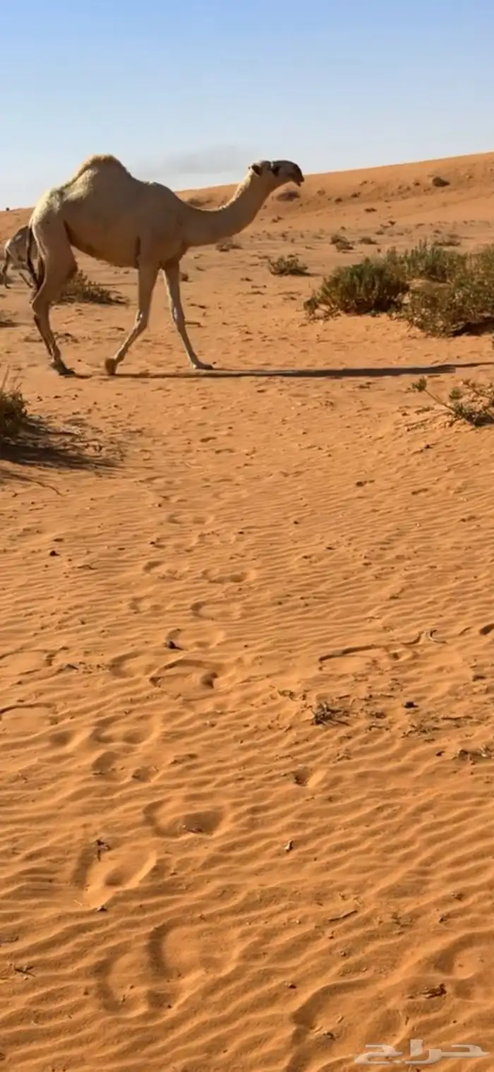 ابكار كفو وفوق الكفو 2