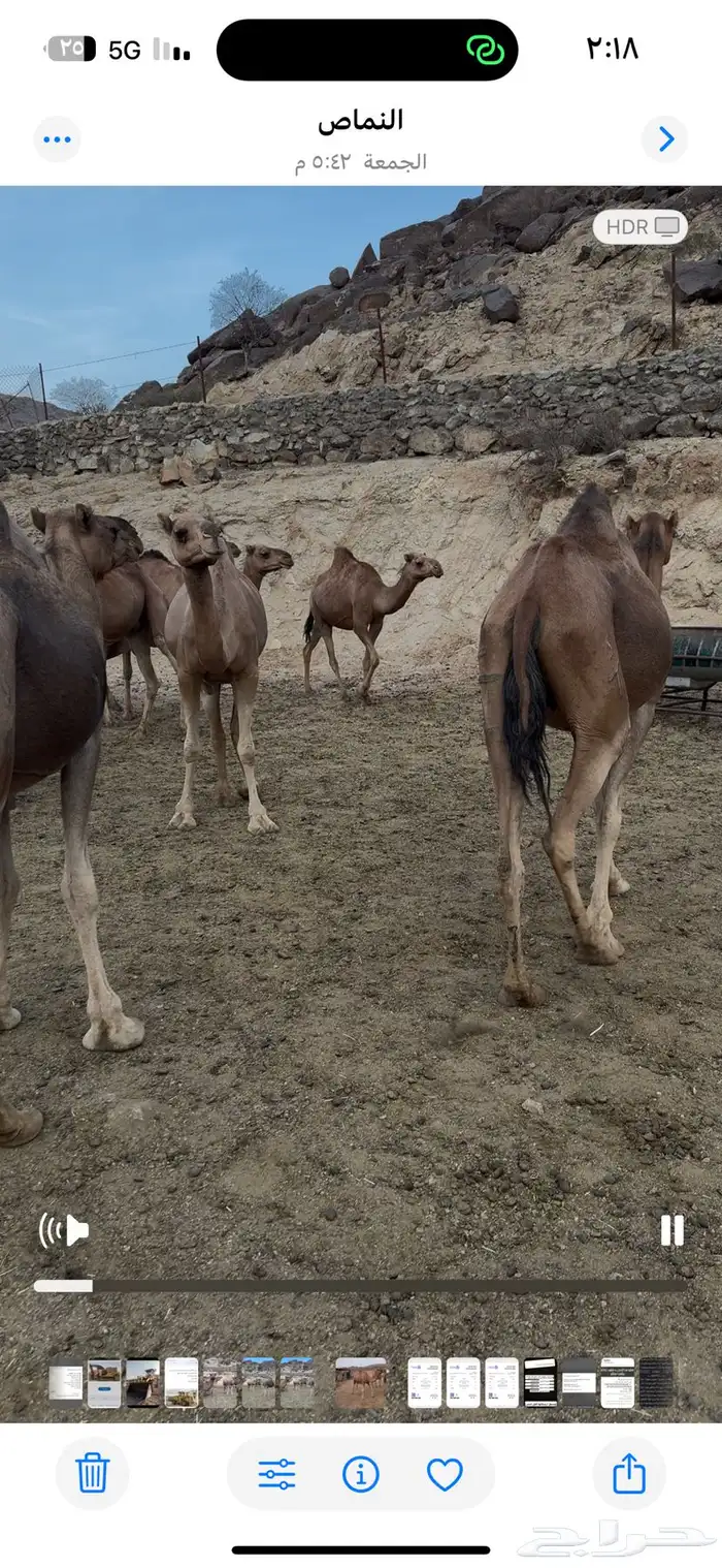 نياق للبيع او للبدل المناسب 2