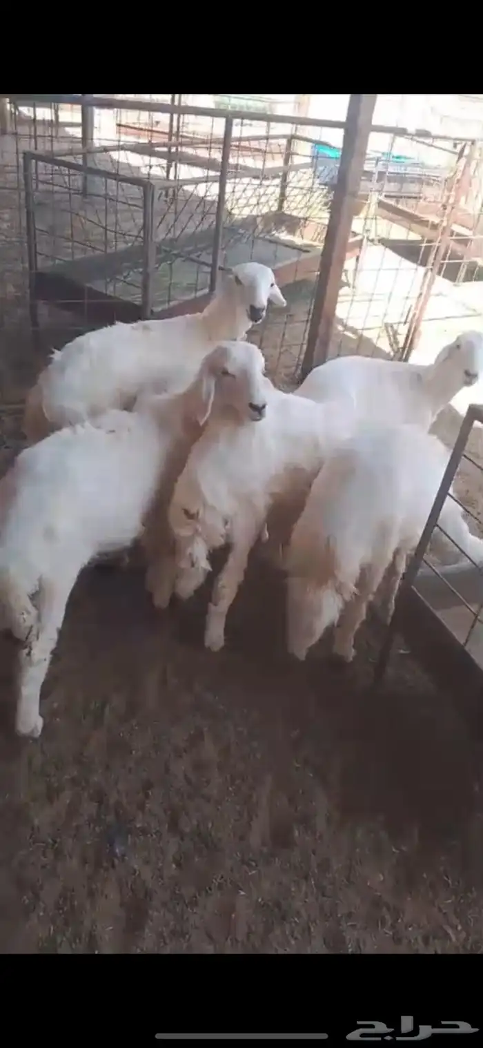 للبيع رخال حريه طيبه 0