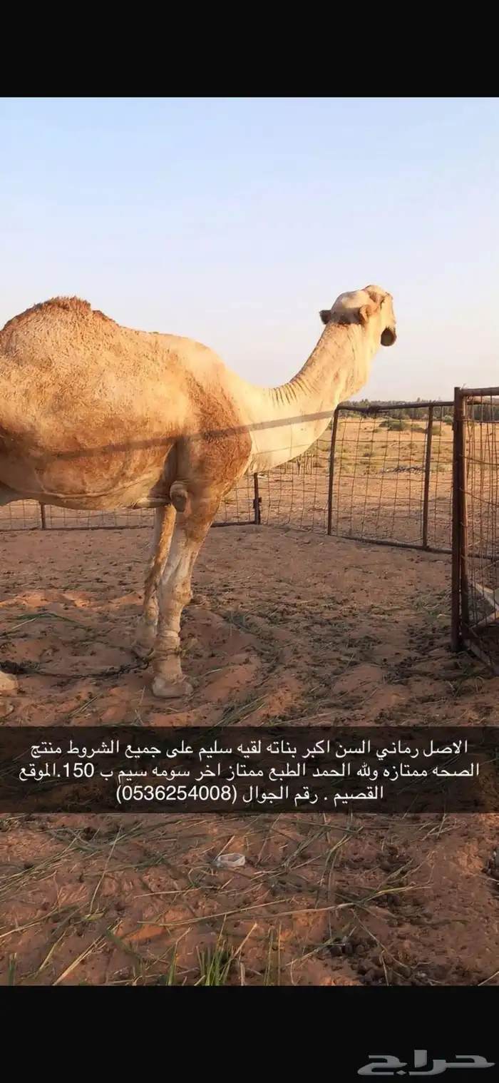 للبيع الرماني الكفو اصله على العميد بعير ابن قريع 0