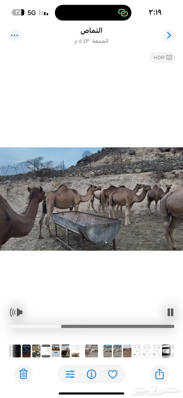 نياق للبيع او للبدل المناسب 11