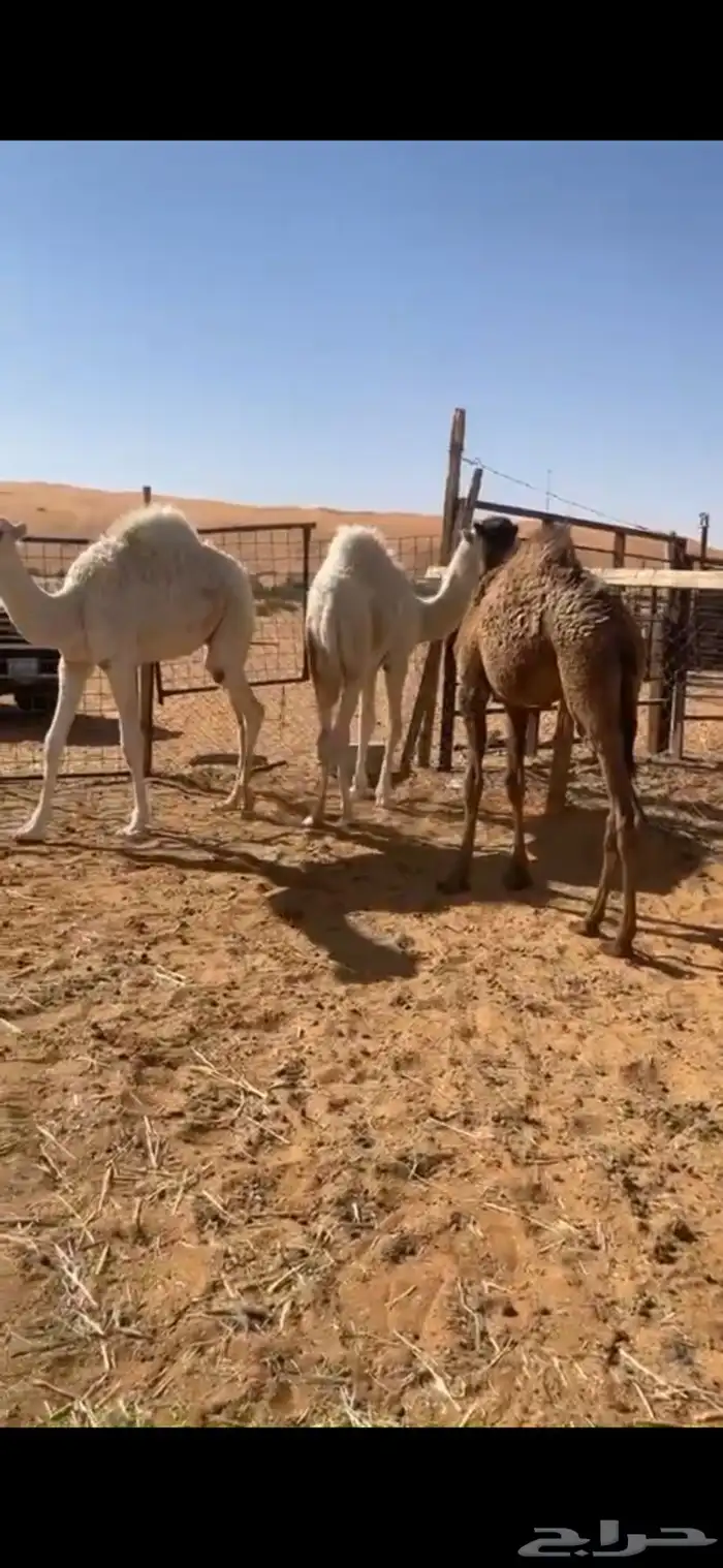 قعدان بريات كفو 0