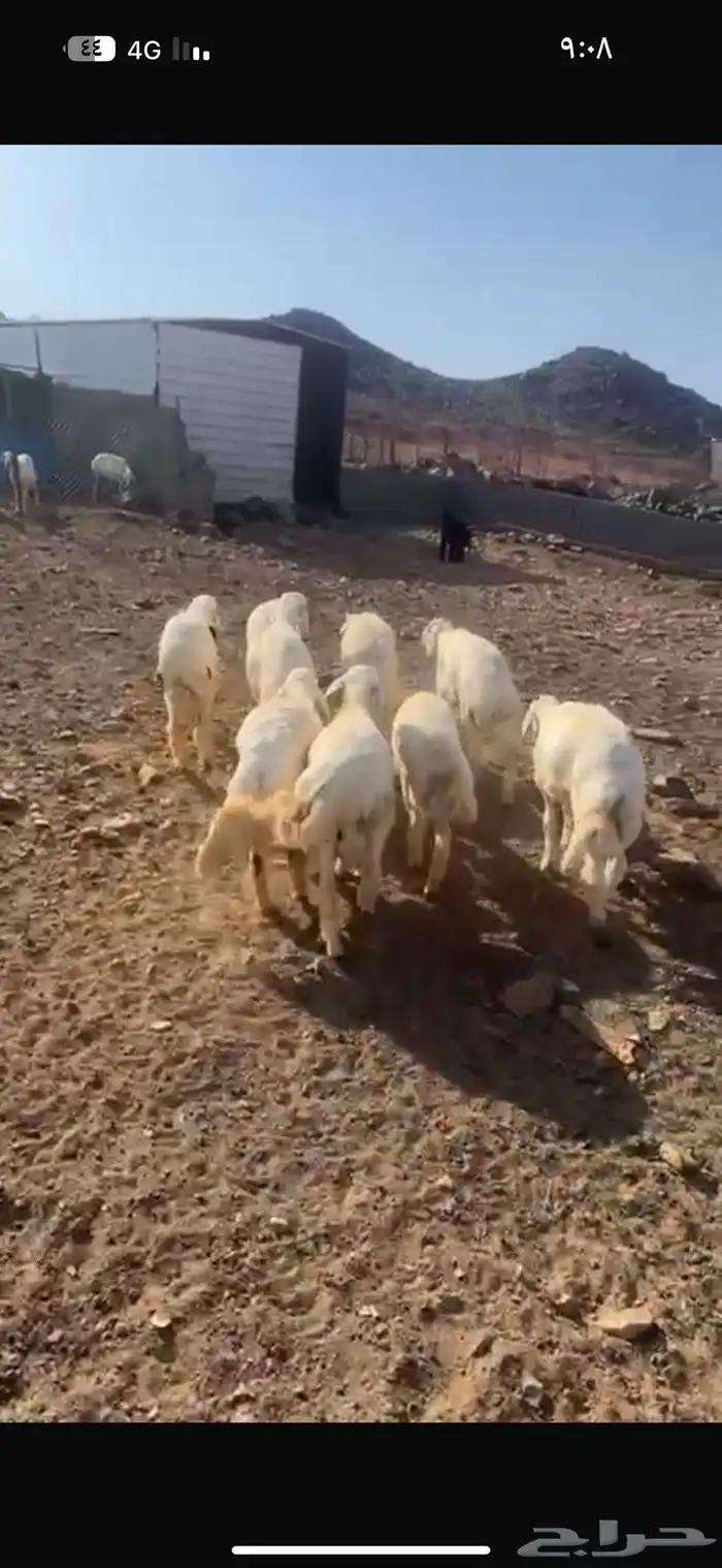 طليان البيع 2