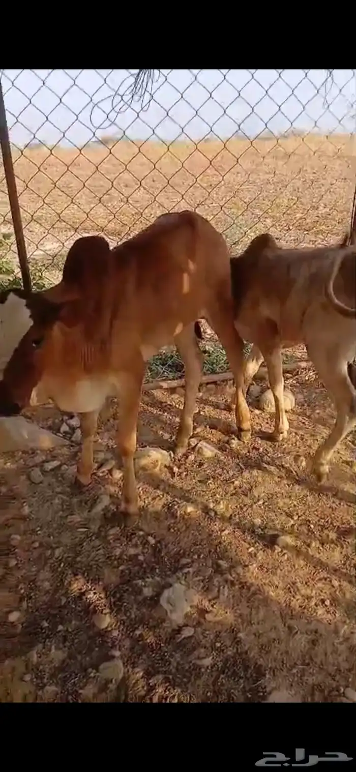 حسلان 2