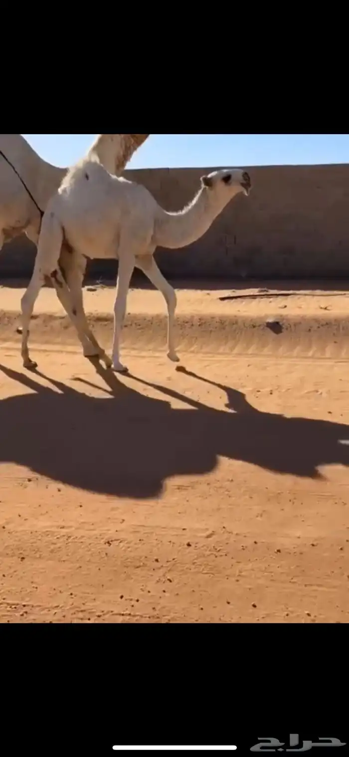 للبيع العشرا الكفو المنتج 1