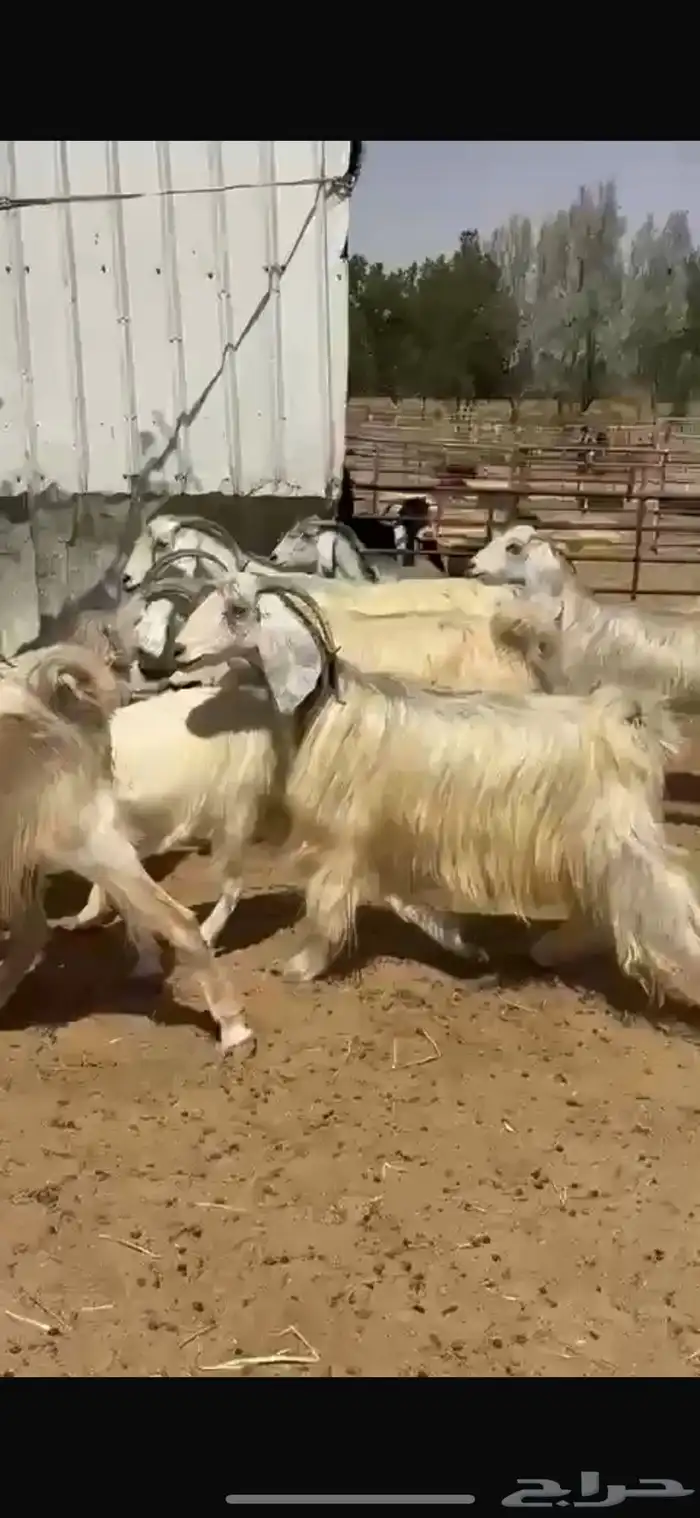 معزا عوارض بيض 1