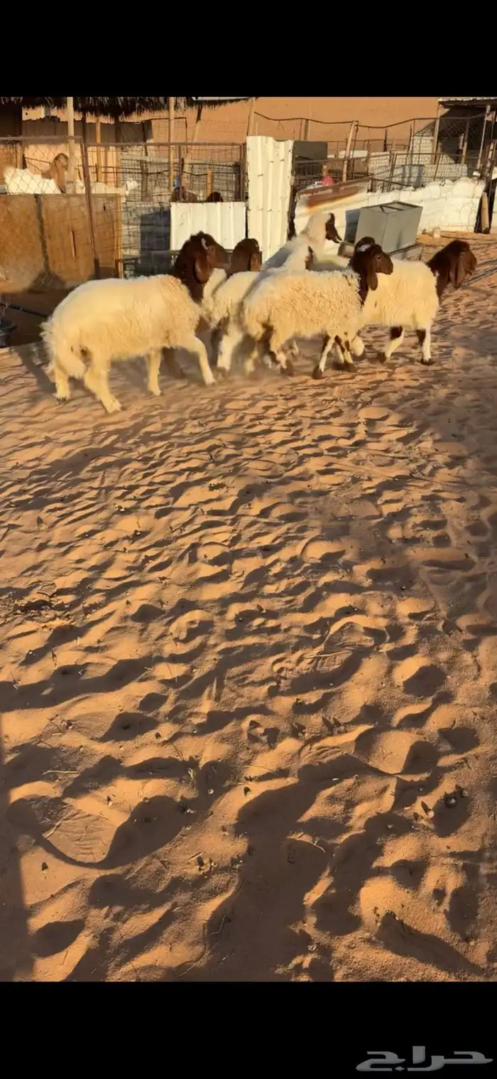للبيع بهم نعيم 1