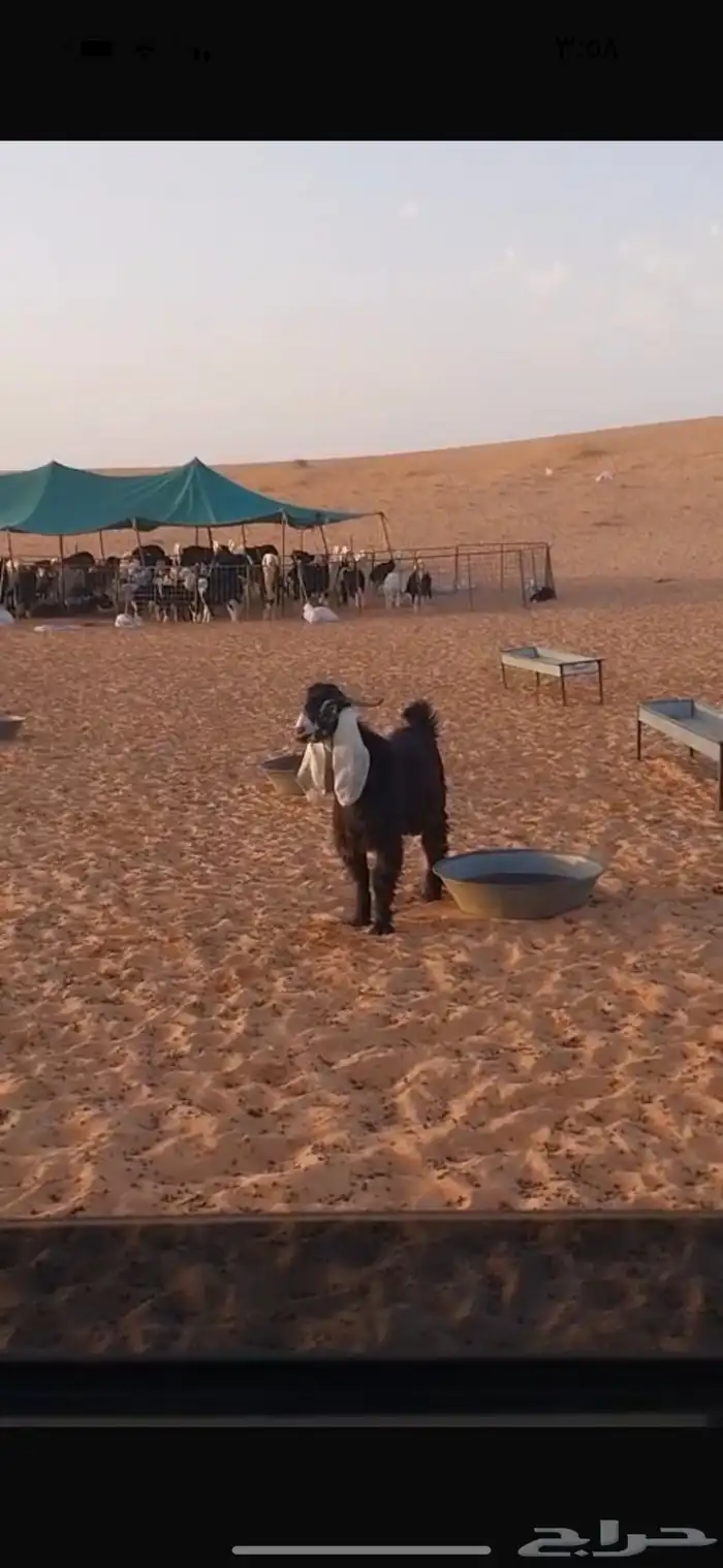 لبيع تيس فحل 1