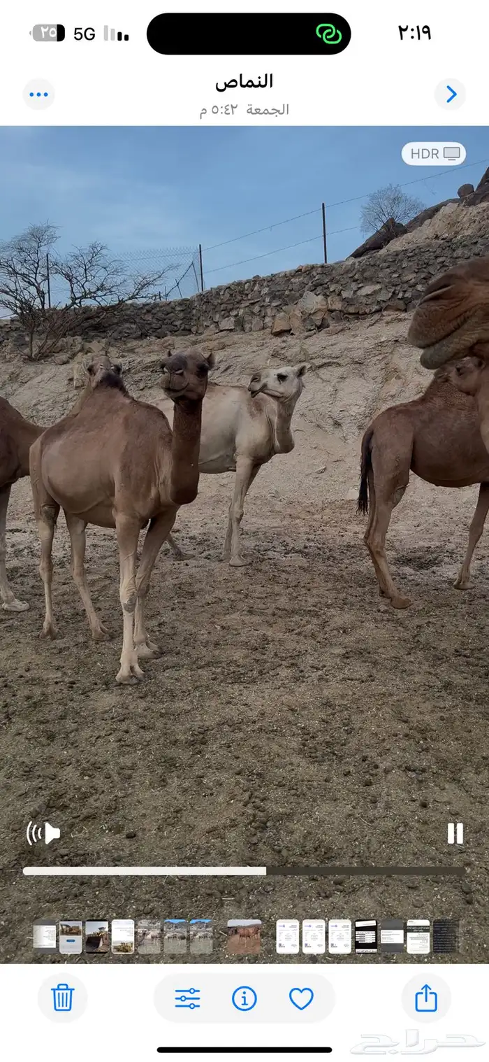 نياق للبيع او للبدل المناسب 6