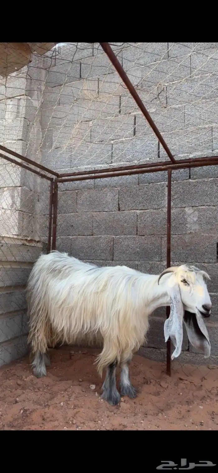 عنزين عوارض شهب لهل الصنف ثنيه ورباع(جروم ناهيه)دفيع سونار 1