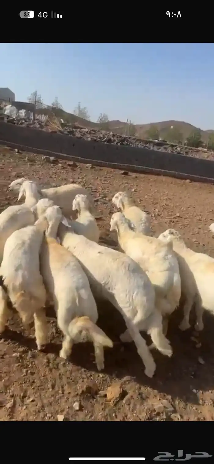 طليان البيع 0