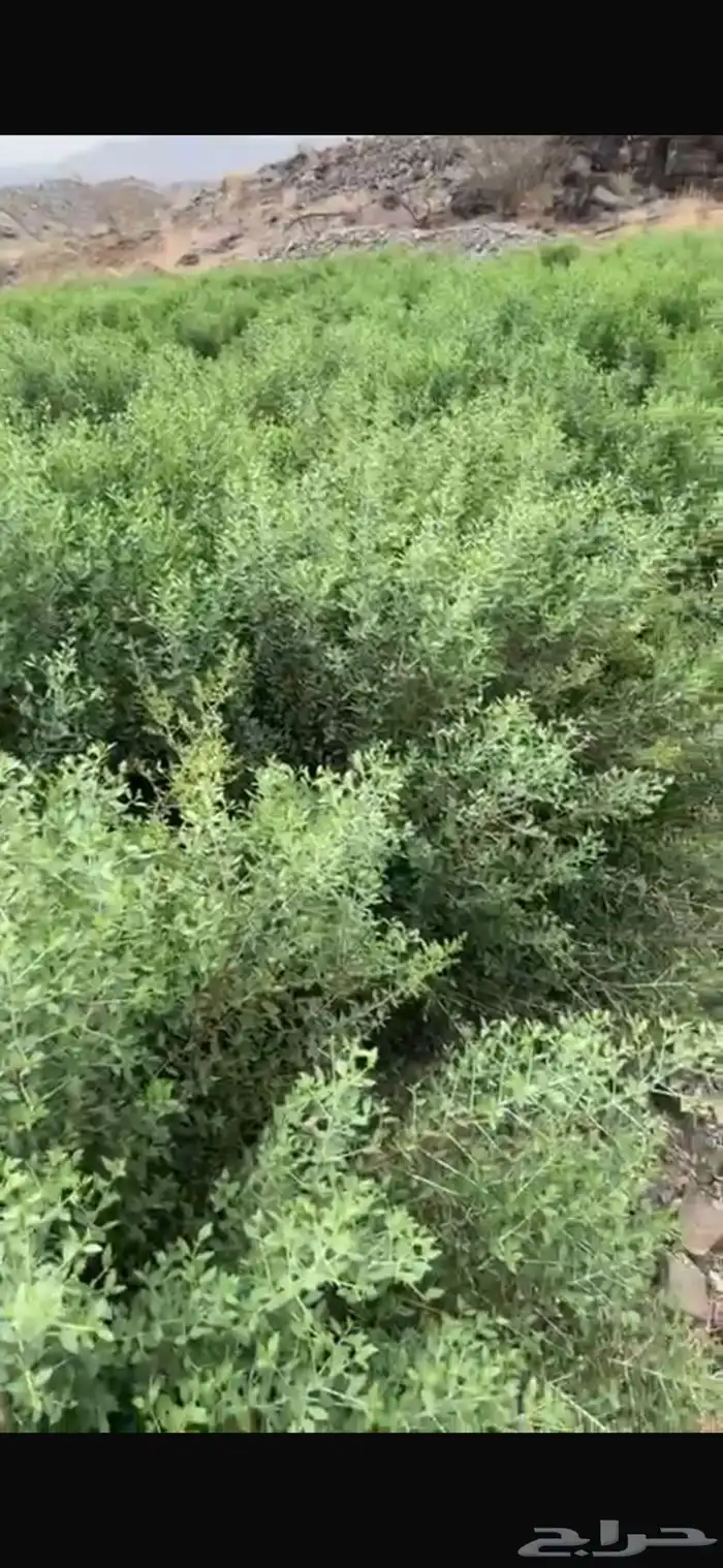 حناء و سدر على مياه الابار عضوي 3