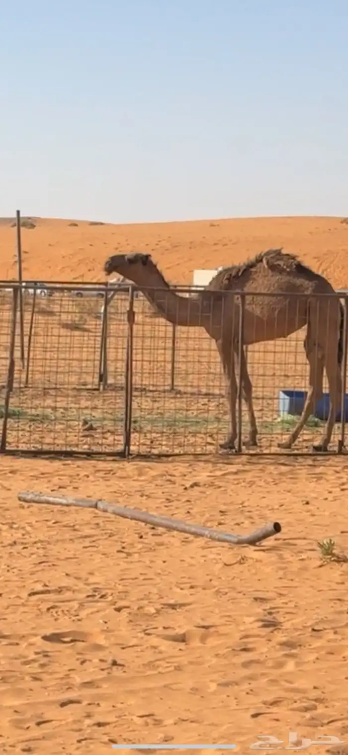 ابكار كفو وفوق الكفو 0