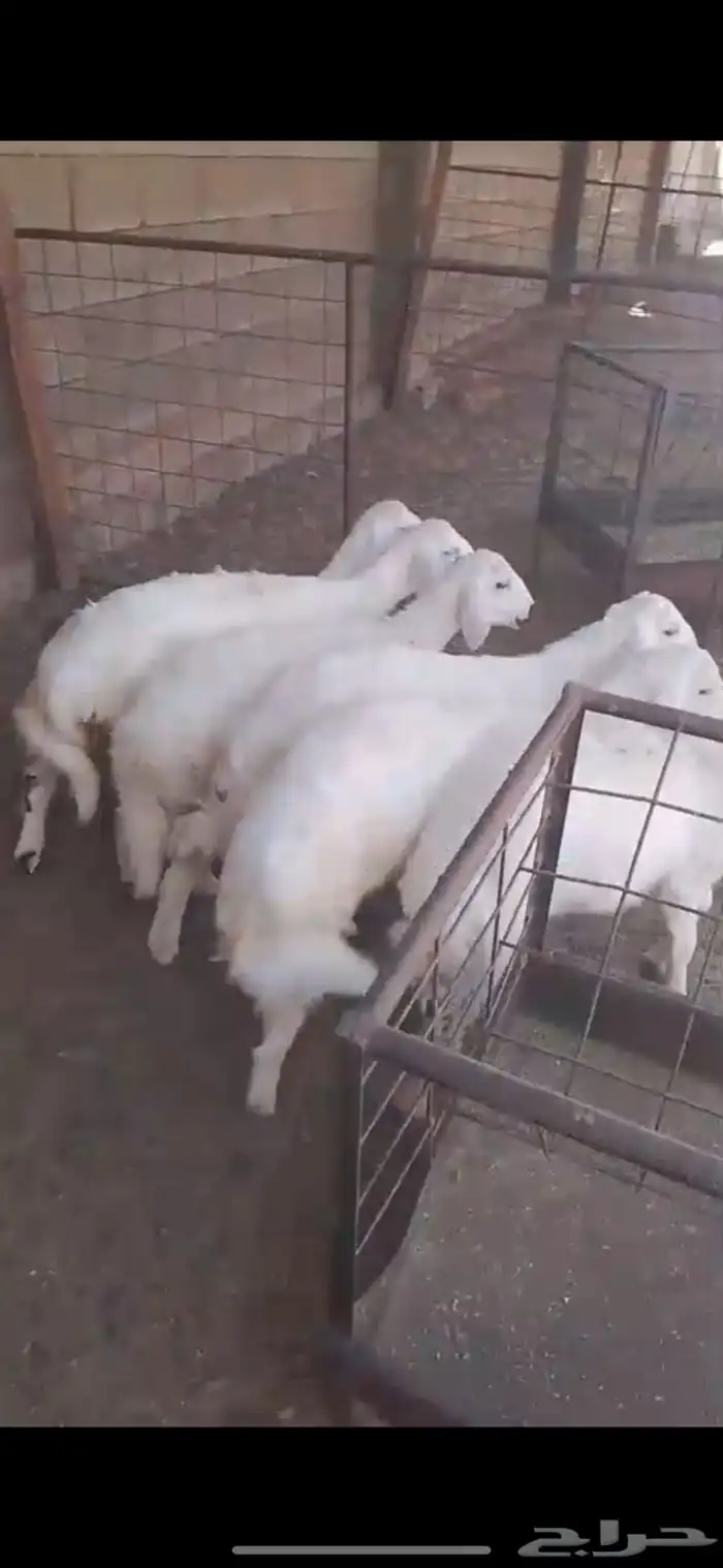 للبيع رخال حريه طيبه 4