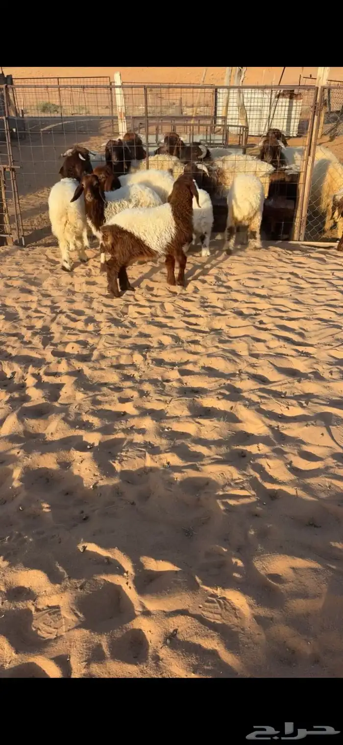 للبيع بهم نعيم 0
