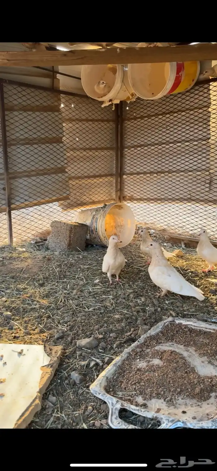 حمام للبيع 1