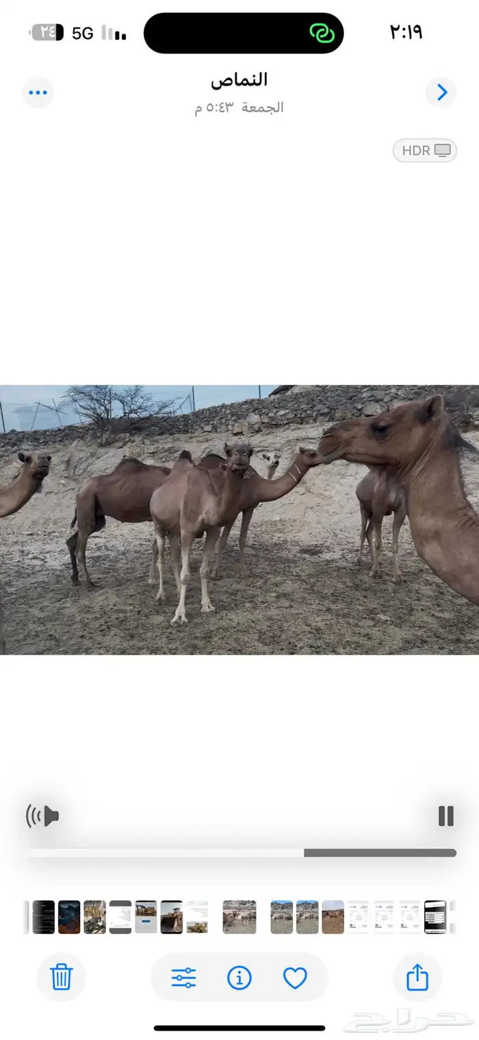 نياق للبيع او للبدل المناسب 9
