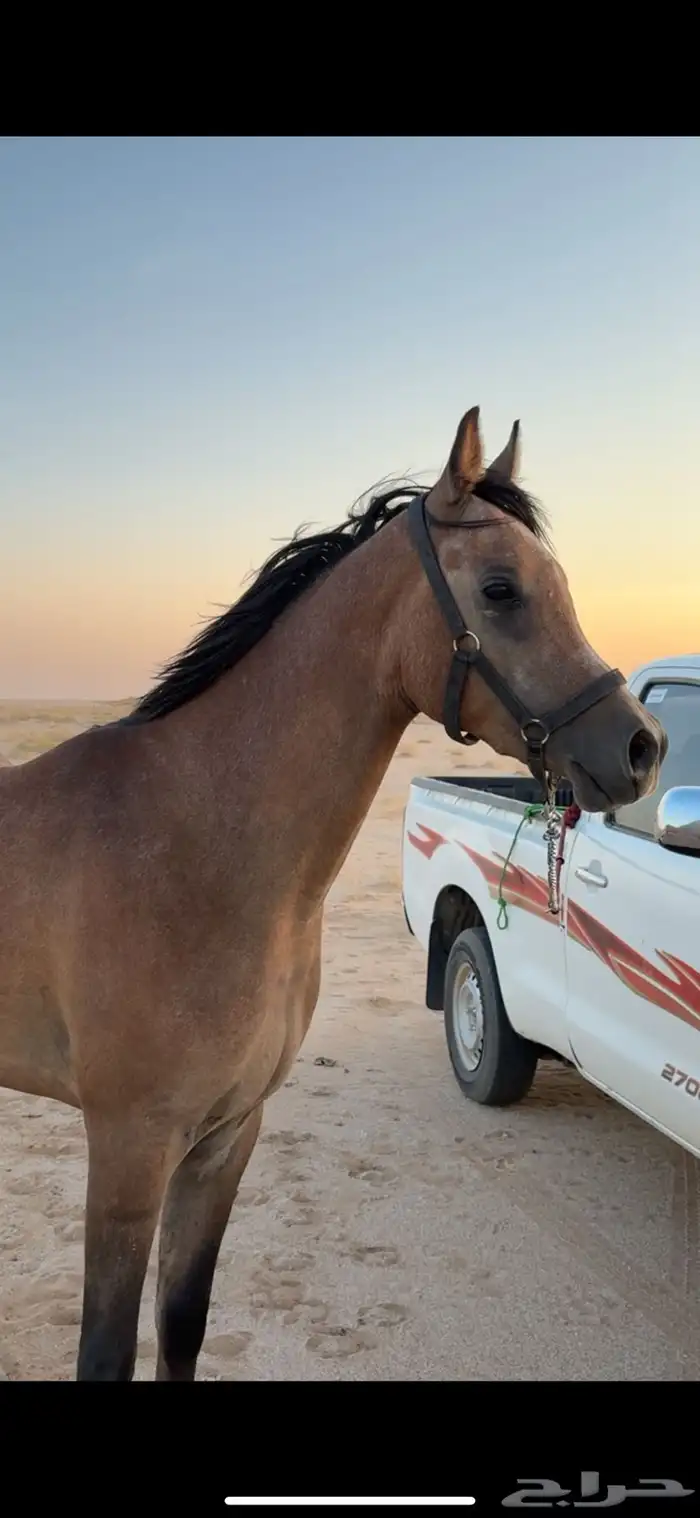 مهر شعبي مفو 1