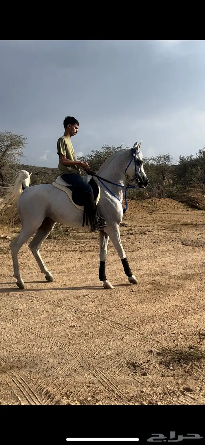 لعشاق التميز اعرض لكم حصان 2