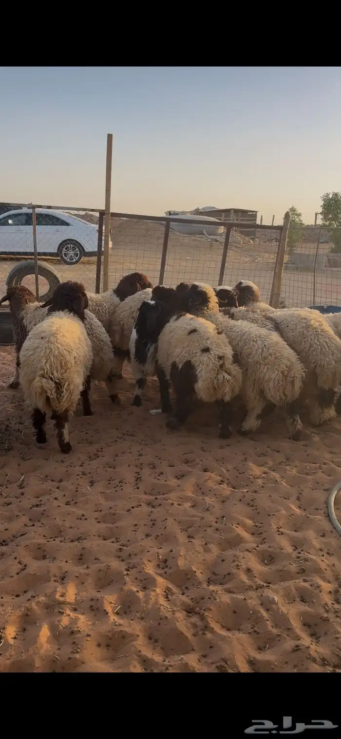 ذبايح رخال طيبه 0