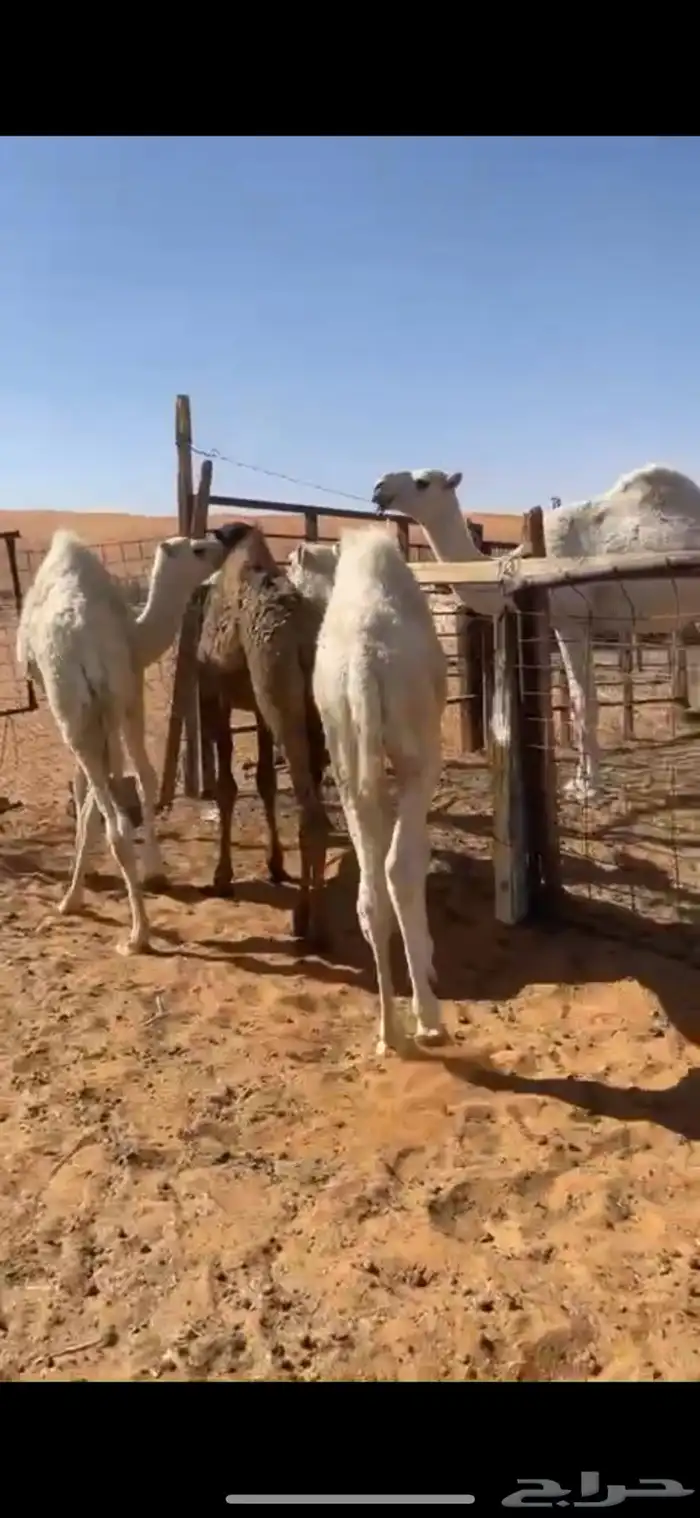 قعدان بريات كفو 1