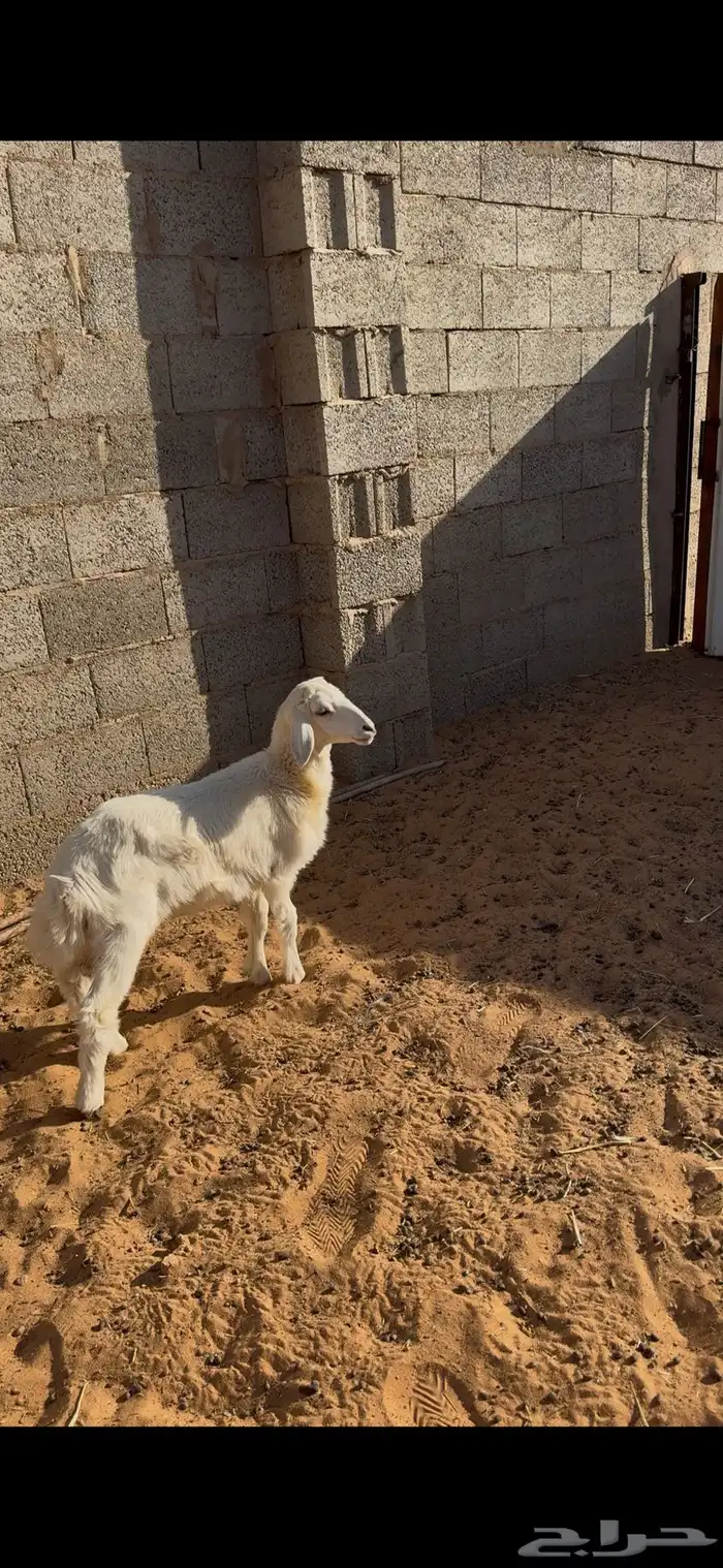خروف حري عمره شهرين ونص 1