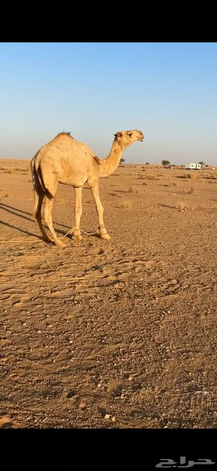 قعود جذع 0