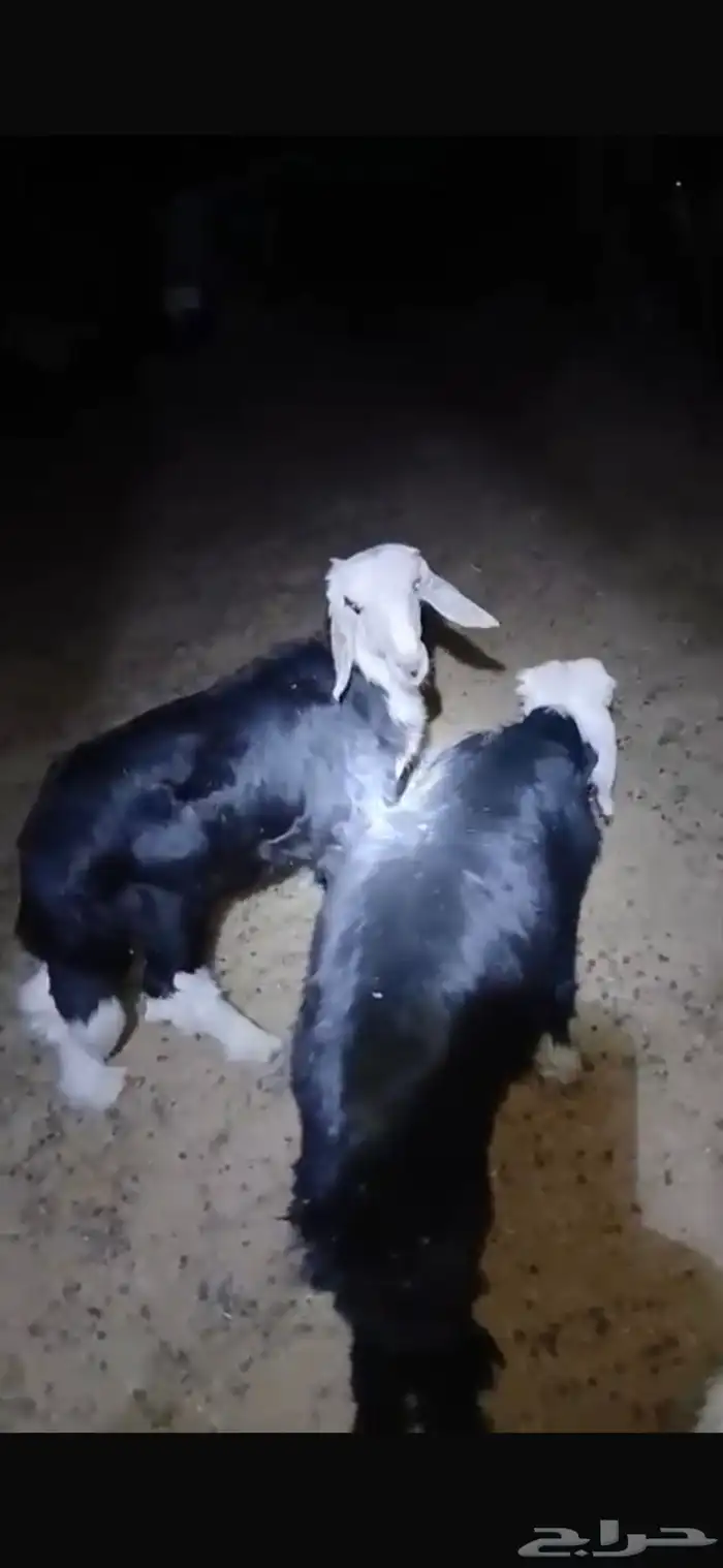 للبيع خروف ورخل عمار اربع اشهر وسبع دجاجات وديك شرط بياضات 3
