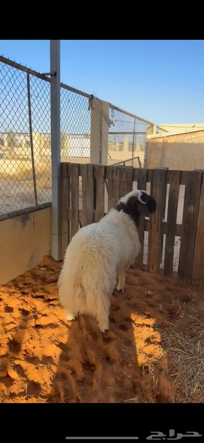 خروف فاخر 6