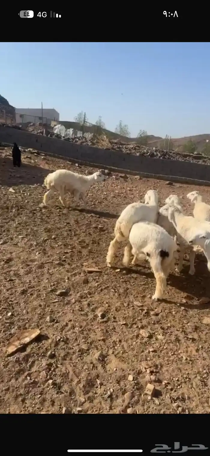 طليان البيع 1