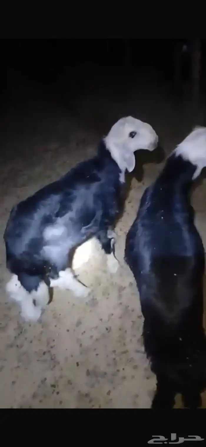 للبيع خروف ورخل عمار اربع اشهر وسبع دجاجات وديك شرط بياضات 7