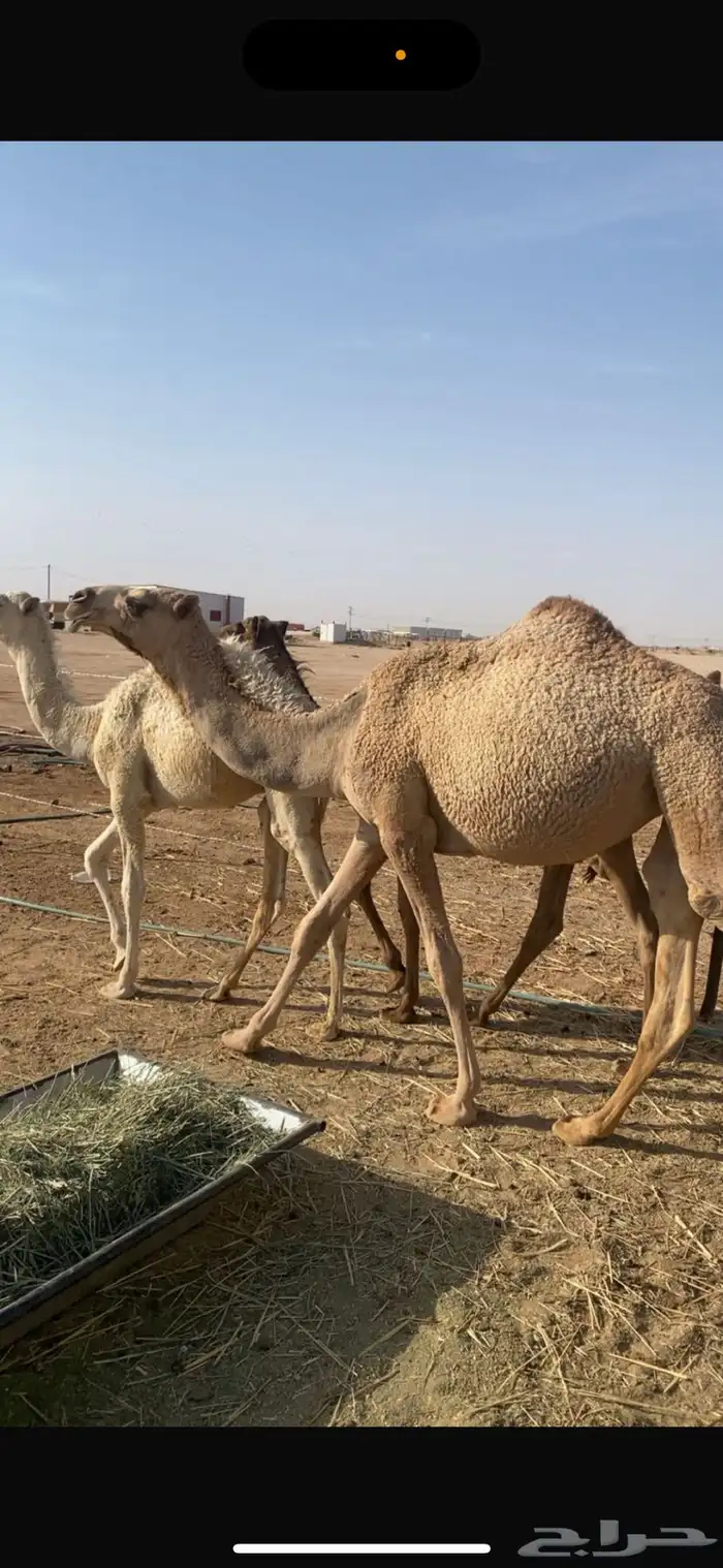 بكره شقحا كفو 0