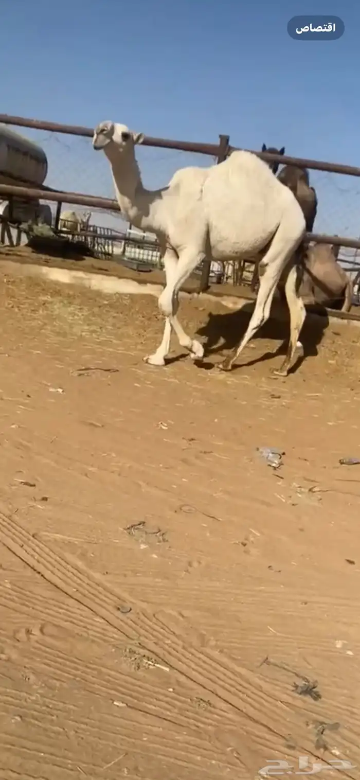 قعود 1