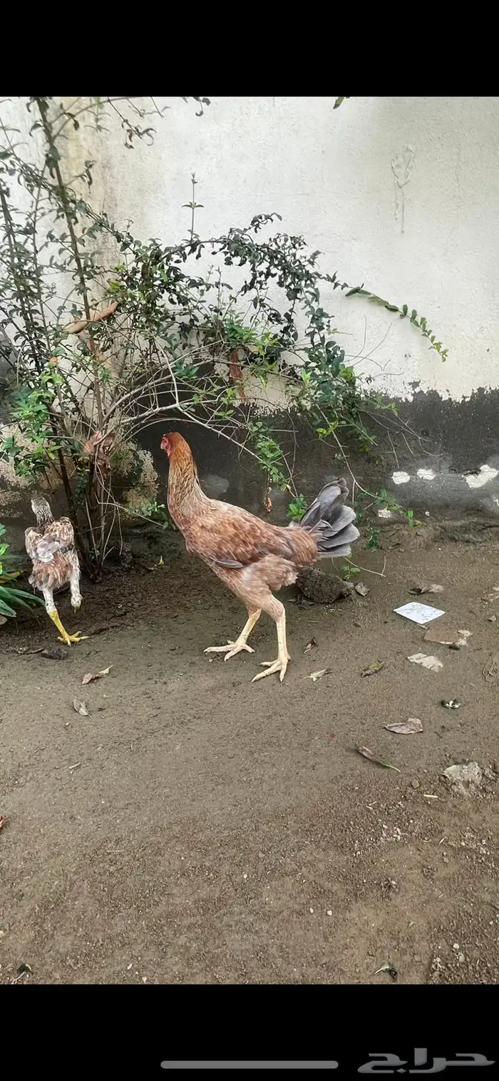 دجاج سندي باكستاني 2