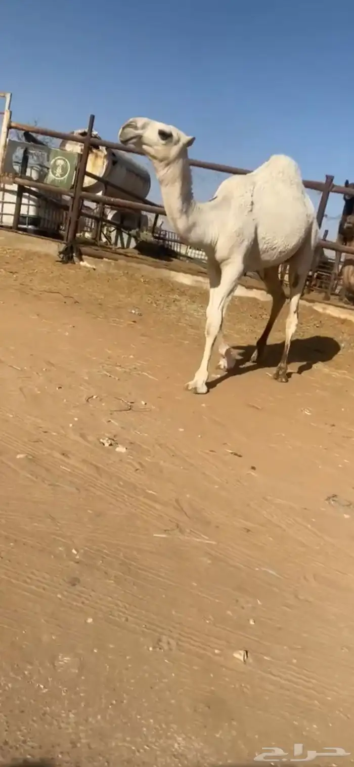 قعود 0